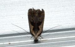 Dichomeris bilobella