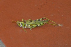 Bootettix argentatus