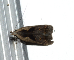 Dichomeris bilobella