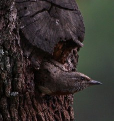 Red-Throated Wryneck photo 3