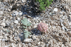 Cymopterus coulteri