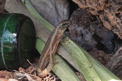 Leiocephalus personatus