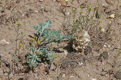 Vesper purpurascens