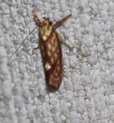 Crepidosceles chryserythra