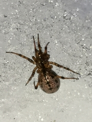 Stemonyphantes lineatus