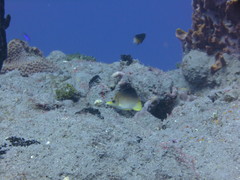 Prognathodes aculeatus