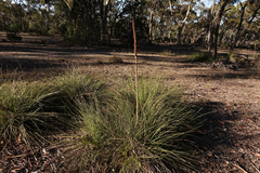 Xanthorrhoea caespitosa