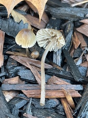 Mycena leptocephala