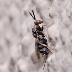 Monodontomerus obscurus