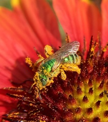 Agapostemon angelicus