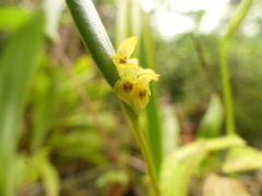 Pleurothallis dibolia