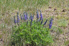 Lupinus prunophilus