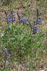 Lupinus prunophilus
