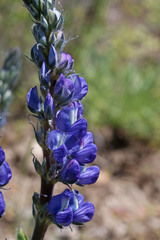 Lupinus prunophilus