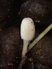 Coprinopsis stercorea