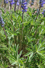 Lupinus prunophilus