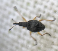 Protapion nigritarse