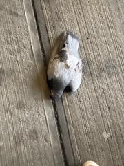 Columba livia domestica