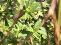 Ludwigia peruviana image