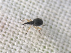 Protapion nigritarse