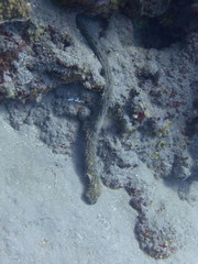 Holothuria thomasi
