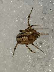 Stemonyphantes lineatus