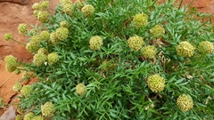 Lomatium latilobum