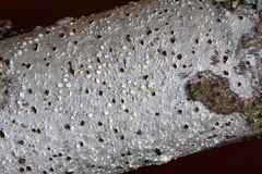 Lepra trachythallina