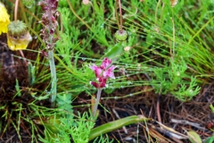 Lachenalia salteri