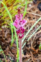 Lachenalia salteri