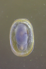 Acroloxus