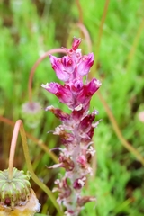 Lachenalia salteri