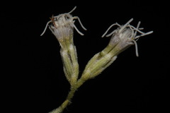 Eupatorium sessilifolium sessilifolium