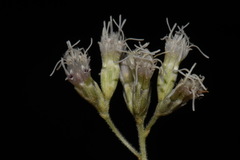 Eupatorium sessilifolium sessilifolium