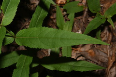 Eupatorium sessilifolium sessilifolium
