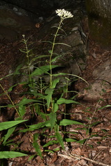 Eupatorium sessilifolium sessilifolium