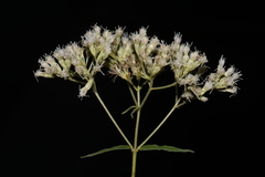 Eupatorium sessilifolium sessilifolium
