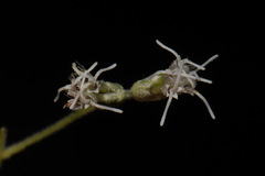 Eupatorium sessilifolium sessilifolium