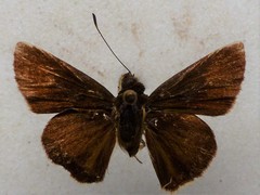 Remella remus