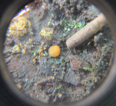 Ramsbottomia crechqueraultii