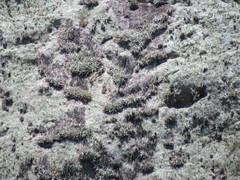 Tillandsia arequitae