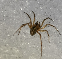 Stemonyphantes lineatus