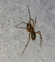 Stemonyphantes lineatus