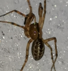 Stemonyphantes lineatus