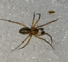 Stemonyphantes lineatus