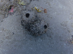 Oceanapia bartschi