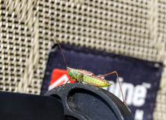 Conocephalus saltans