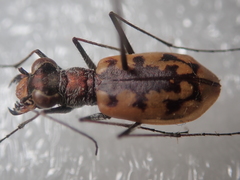 Cephalota circumdata imperialis