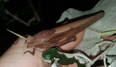 Lobosceliana