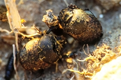 Onthophagus fracticornis